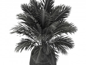 Plants collection 248 3D 모델