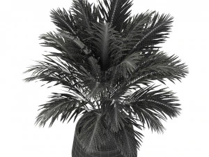 Plantencollectie 248 3D Model