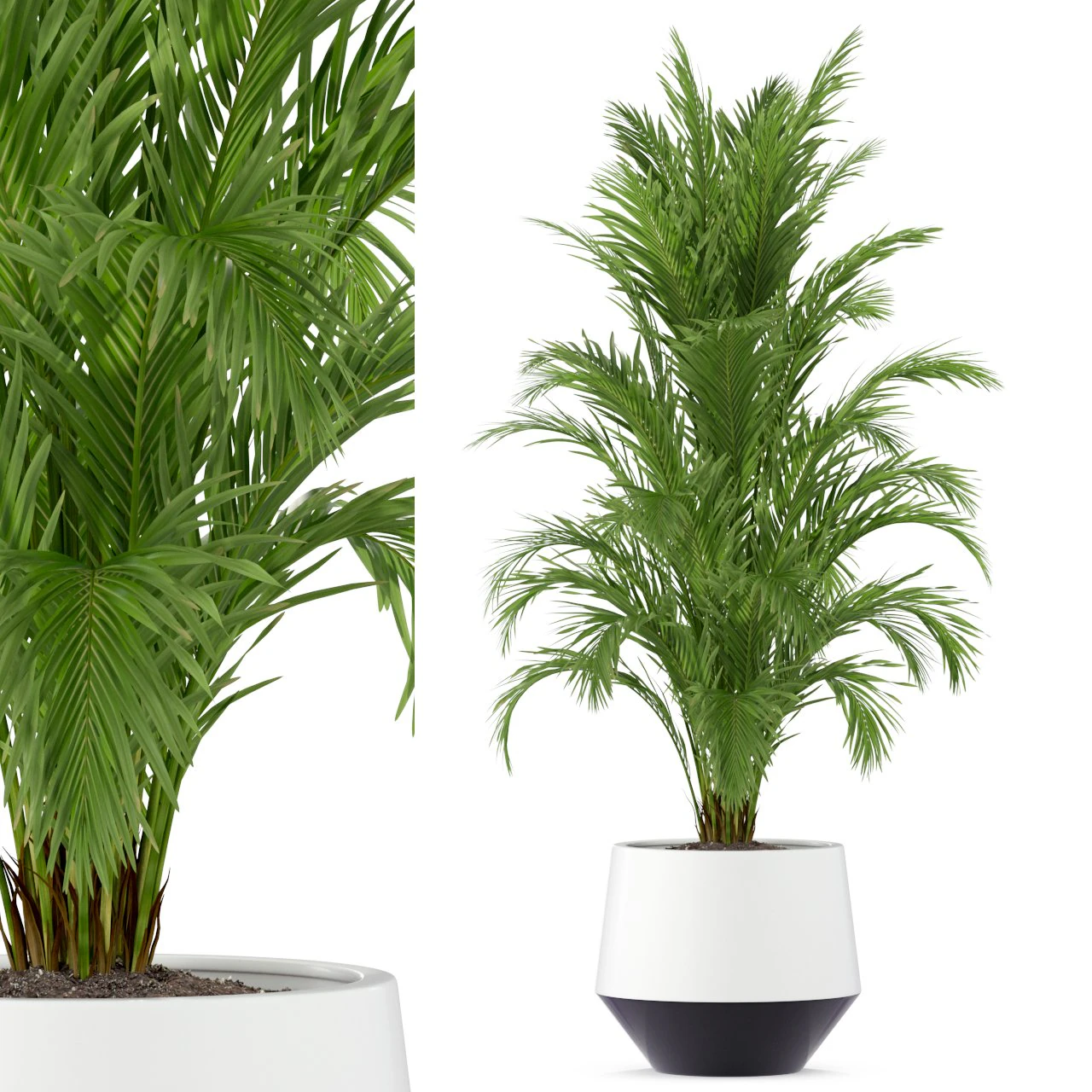 Cole&ccedil;&atilde;o de plantas 249 Modelo 3D .c4d .max .obj .3ds .fbx .stl .blend 