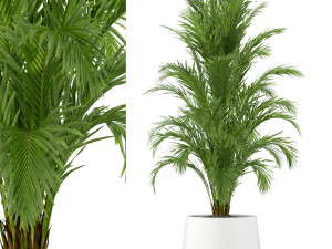 Plants collection 249 3D Model