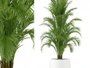 Cole&ccedil;&atilde;o de plantas 249 Modelo 3D