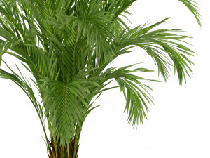 Plants collection 249 3D Model