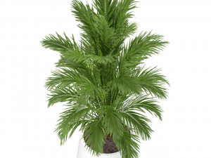 Plants collection 249 3D Model