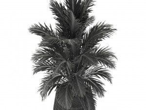 Plants collection 249 3D Model