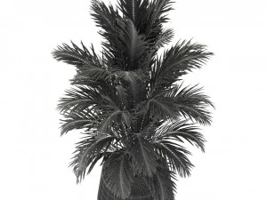 Cole&ccedil;&atilde;o de plantas 249 Modelo 3D