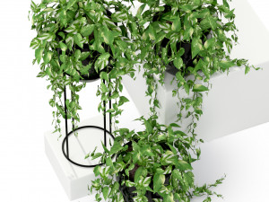 Plants collection 250 Modèle 3D