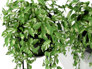 Plants collection 250 Modèle 3D