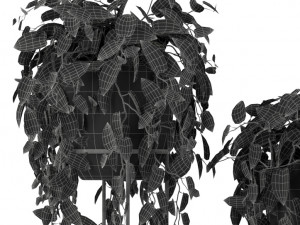Plants collection 250 Modèle 3D