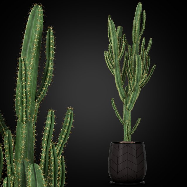 Plants collection 251 3D Model .c4d .max .obj .3ds .fbx .stl .blend 