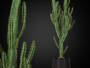 Plants collection 251 3D Model