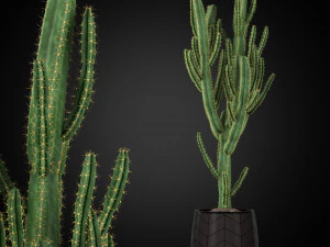 Koleksi tanaman 251 Model 3D