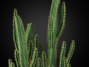 Plants collection 251 3D Model