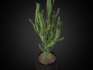 Plants collection 251 3D Model