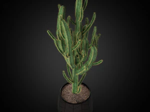 Plants collection 251 3D Model