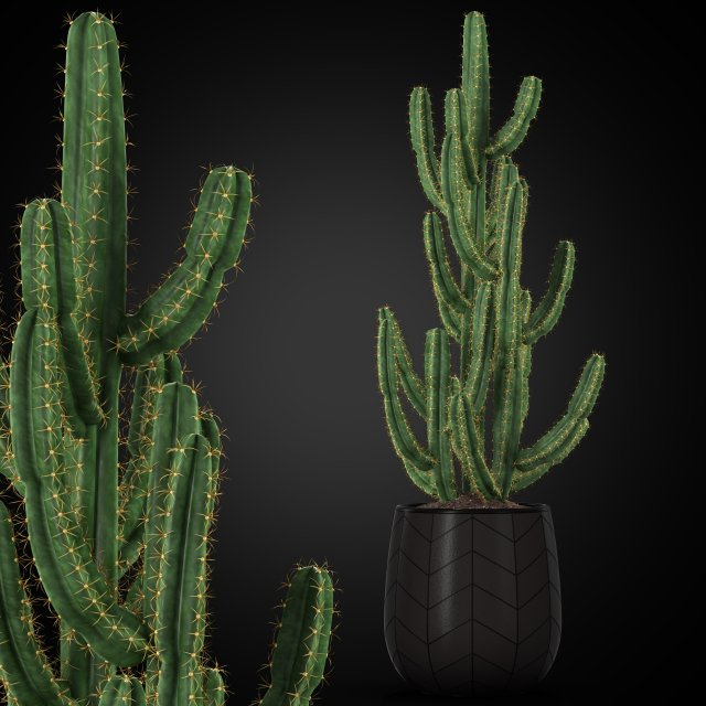 Plants collection 252 3D Модель .c4d .max .obj .3ds .fbx .stl .blend 