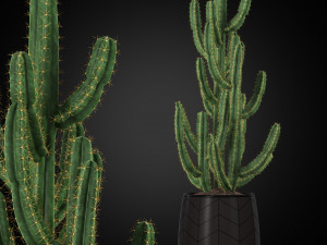 Plants collection 252 3D Model