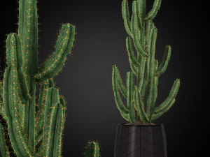 植物收藏 252 3D 模型