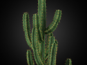 Plants collection 252 3D Модель