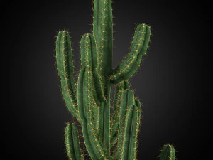 Plants collection 252 3D Model