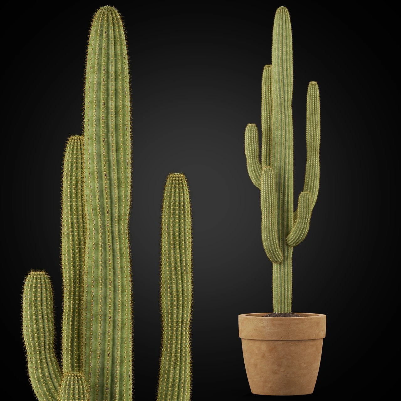 Plants collection 253 3D Model .c4d .max .obj .3ds .fbx .stl .blend 