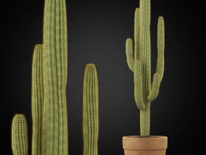 Plants collection 253 Model 3D