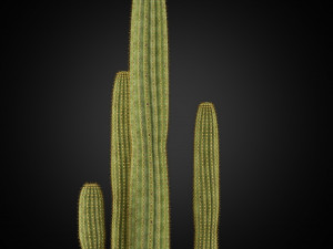 Plants collection 253 3Dモデル