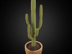 Plants collection 253 3D Model
