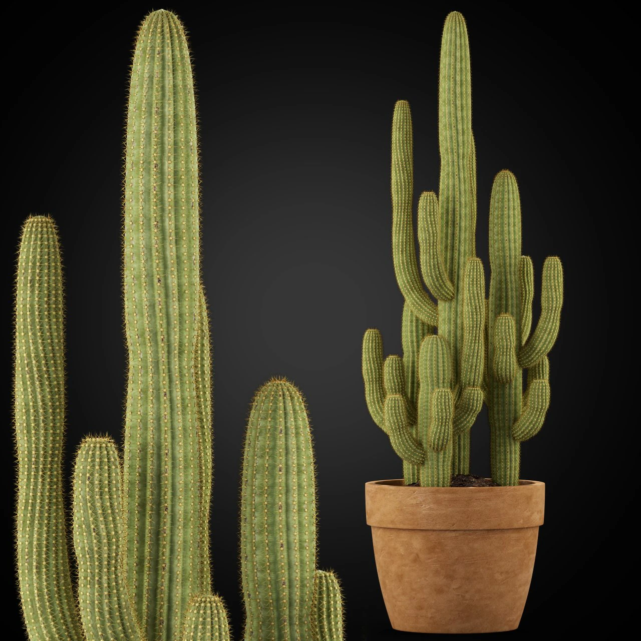 Plants collection 254 3D Model .c4d .max .obj .3ds .fbx .stl .blend 