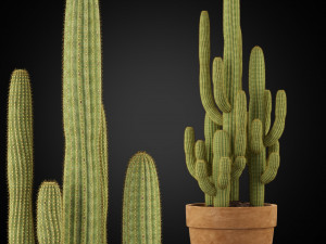 Plants collection 254 3D-Modell