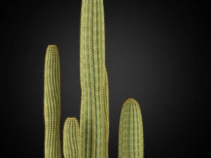 Plants collection 254 3D Model
