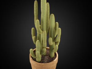 Plants collection 254 3D 模型