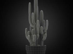 Plants collection 254 3D 模型