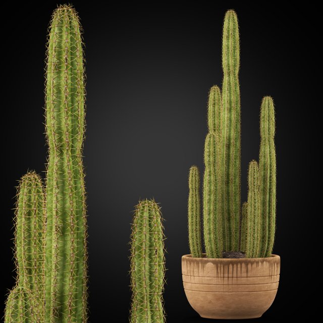 Plants collection 255 3D Model .c4d .max .obj .3ds .fbx .stl .blend 