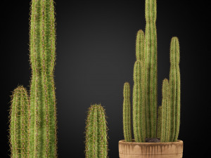 Plants collection 255 Modelo 3D