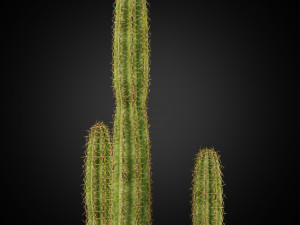 Plants collection 255 3D Model
