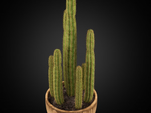 Plants collection 255 3D Model