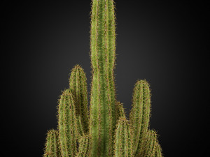 Plants collection 256 3D Model