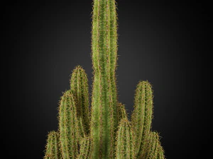 Plants collection 256 3D Model