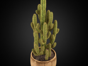 Plants collection 256 3D Model