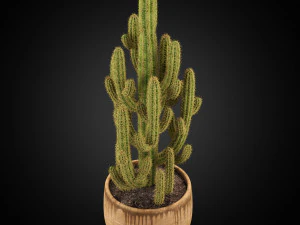 Plants collection 256 3D Model