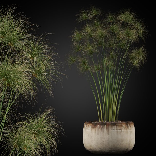Plants collection 257 Modèle 3D .c4d .max .obj .3ds .fbx .stl .blend 