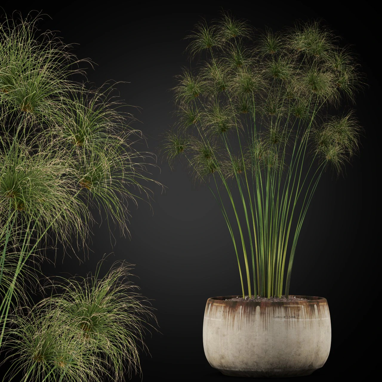 Plants collection 257 3D Model .c4d .max .obj .3ds .fbx .stl .blend
