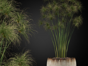 Plants collection 257 3D 模型