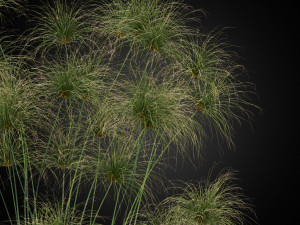 Plants collection 257 Modèle 3D
