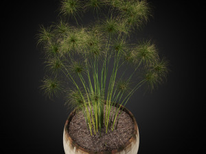 Plants collection 257 Modèle 3D