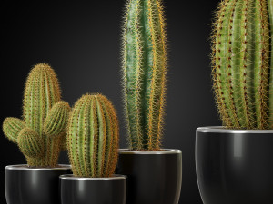 Plants collection 258 3D मॉडल