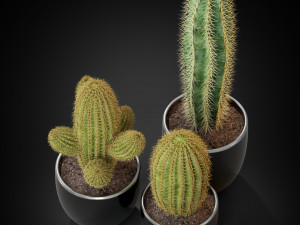 Plants collection 258 3D Model