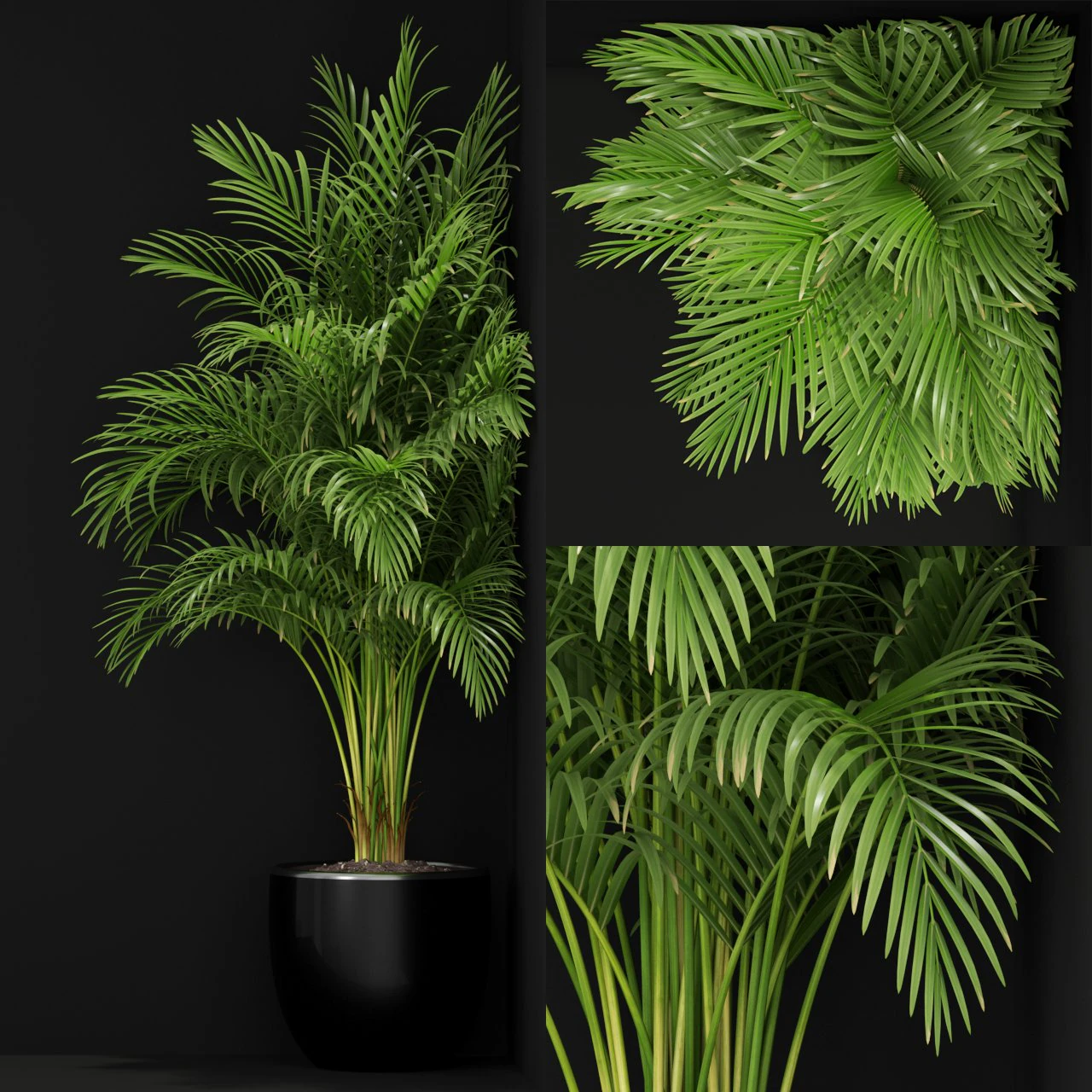 Plants collection 259 3D Model .c4d .max .obj .3ds .fbx .stl .blend 