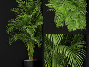 Plants collection 259 Modello 3D