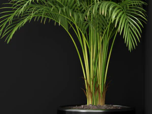 Plants collection 259 3D Model
